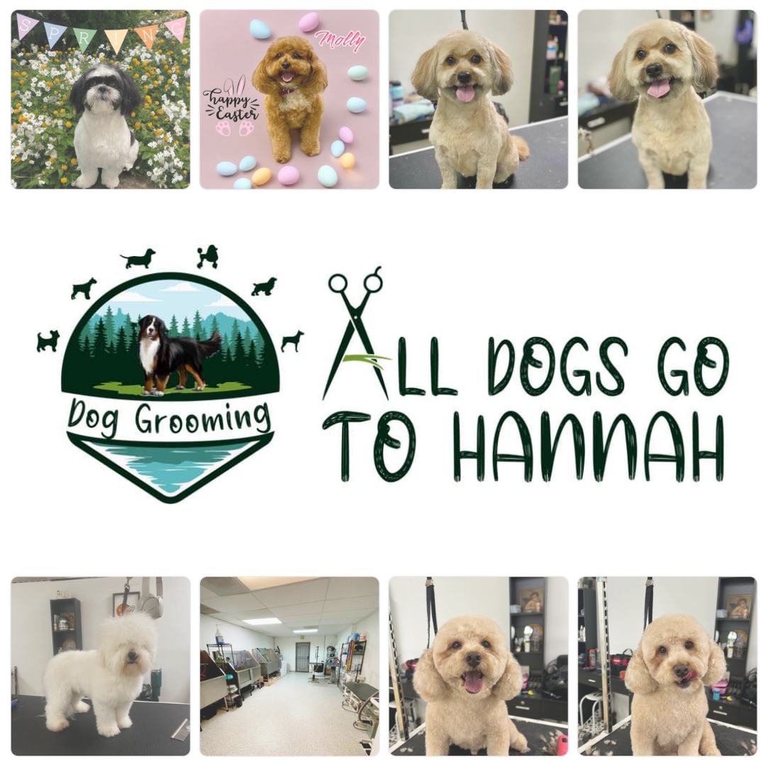 The SVCA shares a community spotlight on the All Dogs Go To Hannah, a premier dog grooming establishment nestled in Bonita.